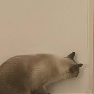 Profile photo of kanya